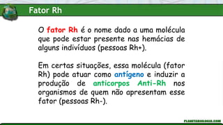 O fator Rh é o nome dado a uma molécula
que pode estar presente nas hemácias de
alguns indivíduos (pessoas Rh+).
Em certas situações, essa molécula (fator
Rh) pode atuar como antígeno e induzir a
produção de anticorpos Anti-Rh nos
organismos de quem não apresentam esse
fator (pessoas Rh-).
Fator Rh
 