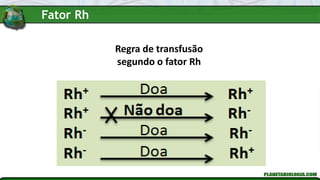 Regra de transfusão
segundo o fator Rh
Fator Rh
 