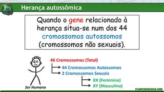 Quando o gene relacionado à
herança situa-se num dos 44
cromossomos autossomos
(cromossomos não sexuais).
46 Cromossomos (Total)
44 Cromossomos Autossomos
2 Cromossomos Sexuais
XX (Feminino)
XY (Masculino)
Ser Humano
Herança autossômica
 