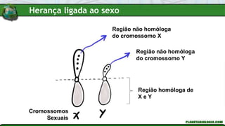Região não homóloga
do cromossomo X
Região não homóloga
do cromossomo Y
Região homóloga de
X e Y
Cromossomos
Sexuais
Herança ligada ao sexo
 