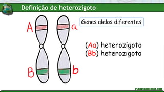 (Aa) heterozigoto
(Bb) heterozigoto
Genes alelos diferentes
Definição de heterozigoto
 
