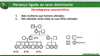 Heredograma característico
1. Mais mulheres que homens afetados;
2. Pais afetadas terão todas as suas filhas afetadas.
XAY
XAX_
XAX_ XAX_
Herança ligada ao sexo dominante
 