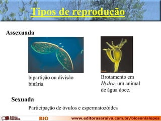Tipos de reprodução
bipartição ou divisão
binária
Brotamento em
Hydra, um animal
de água doce.
Assexuada
Sexuada
Participação de óvulos e espermatozóides
 
