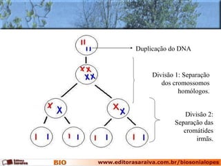 Duplicação do DNA
Divisão 1: Separação
dos cromossomos
homólogos.
Divisão 2:
Separação das
cromátides
irmãs.
 
