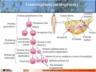 Gametogênese (ovulogênese)
Células germinativas (2n)
Meiose II (só se completa se ocorre fecundação)
São formados
eventualmente
Período
germinativo
Período de
crescimento
Período de
maturação
Corpos lúteos
Folículo
ovariano
primário
Ovulação
Ovócito II Folículo
maduro
Ovário
Ovogônias (2n)
2n
Mitose
Ovogônias (2n)2n 2n
Crescimento
sem divisão
celular
Ovócito I (2n)
Meiose I
2n
Ovócito II (n
cromossomos
duplicados)
n
Primeiro glóbulo polar (n
cromossomos duplicados)n
n n glóbulos polares (n)n nÓvulo (n)
 