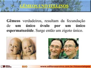 Gêmeos verdadeiros, resultam da fecundação
de um único óvulo por um único
espermatozóide. Surge então um zigoto único.
GÊMEOS UNIVITELINOS
 