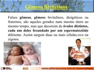 Falsos gêmeos, gêmeos bivitelinos, dizigóticos ou
fraternos, são aqueles gerados num mesmo útero ao
mesmo tempo, mas que decorrem de óvulos distintos,
cada um deles fecundado por um espermatozóide
diferente. Assim surgem duas ou mais células-ovo ou
zigotos.
Gêmeos Bivitelinos
 