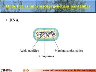 Ácido nucléico
Citoplasma
Membrana plasmática
Onde fica as informações genéticas nas células
• DNA
 