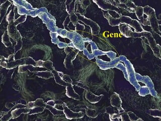 Hipótese simbiótica da origem de
mitocôndrias e cloroplastos
Gene
 