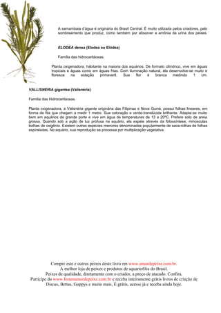 A samambaia d’água é originária do Brasil Central. É muito utilizada pelos criadores, pelo
                 sombreamento que produz, como também por absorver a amônia da urina dos peixes.


                 ELODEA densa (Elodea ou Elódea)

                 Família das hidrocaritáceas.

             Planta oxigenadora, habitante na maioria dos aquários. De formato cilíndrico, vive em águas
             tropicais e águas como em águas frias. Com iluminação natural, ela desenvolve-se muito e
             floresce    na   estação    primaveril.   Sua   flor    é   branca     medindo      1   cm.


VALLISNERIA gigantea (Valisnéria)

Família das Hidrocaritáceas.

Planta oxigenadora, a Valisnéria gigante originária das Filipinas e Nova Guiné, possui folhas lineares, em
forma de fita que chegam a medir 1 metro. Sua coloração e verde-translúcida brilhante. Adapta-se muito
bem em aquários de grande porte e vive em água de temperaturas de 13 a 20ºC. Prefere solo de areia
grossa. Quando sob a ação de luz profusa na aquário, ela expele através da fotossíntese, minúsculas
bolhas de oxigênio. Existem outras espécies menores denominadas popularmente de saca-rolhas de folhas
espiraladas. No aquário, sua reprodução se processa por multiplicação vegetativa.




             Compre este e outros peixes deste livro em www.amordepeixe.com.br.
                  A melhor loja de peixes e produtos de aquariofilia do Brasil.
          Peixes de qualidade, diretamente com o criador, a preço de atacado. Confira.
 Participe do www.forumamordepeixe.com.br e receba inteiramente grátis livros de criação de
          Discus, Bettas, Guppys e muito mais, É grátis, acesse já e receba ainda hoje.
 