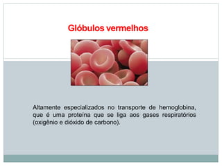 Glóbulos vermelhos
Altamente especializados no transporte de hemoglobina,
que é uma proteína que se liga aos gases respiratórios
(oxigênio e dióxido de carbono).
 