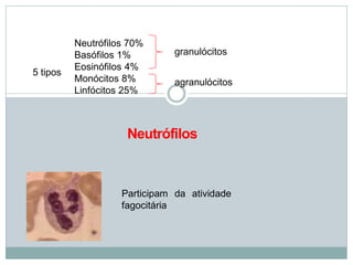 5 tipos
Neutrófilos 70%
Basófilos 1%
Eosinófilos 4%
Monócitos 8%
Linfócitos 25%
granulócitos
agranulócitos
Neutrófilos
Participam da atividade
fagocitária
 
