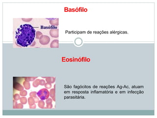 Basófilo
Participam de reações alérgicas.
Eosinófilo
São fagócitos de reações Ag-Ac, atuam
em resposta inflamatória e em infecção
parasitária.
 