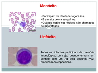 Monócito
• Participam da atividade fagocitária.
• É a maior célula sanguínea.
• Quando estão nos tecidos são chamados
de macrófagos.
Linfócito
Todos os linfócitos participam da memória
imunológica, ou seja, quando entram em
contato com um Ag pela segunda vez,
produzem Ac específicos.
 
