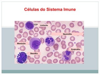 Células do Sistema Imune
 