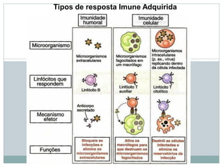 Tipos de resposta Imune Adquirida
 