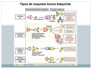 Tipos de resposta Imune Adquirida
 