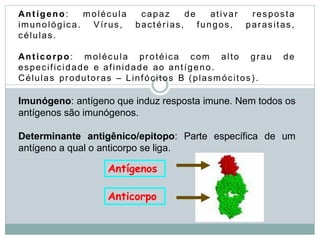 Antígeno: molécula capaz de ativar resposta
imunológica. Vírus, bactérias, fungos, parasitas,
células.
Anticorpo: molécula protéica com alto grau de
especificidade e afinidade ao antígeno.
Células produtoras – Linfócitos B (plasmócitos).
Imunógeno: antígeno que induz resposta imune. Nem todos os
antígenos são imunógenos.
Determinante antigênico/epitopo: Parte específica de um
antígeno a qual o anticorpo se liga.
Antígenos
Anticorpo
 