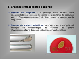 Teoria microbiana das doençasRobert Koch (1843-1910): 