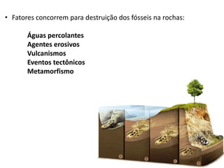 • Fatores concorrem para destruição dos fósseis na rochas:
Águas percolantes
Agentes erosivos
Vulcanismos
Eventos tectônicos
Metamorfismo
 
