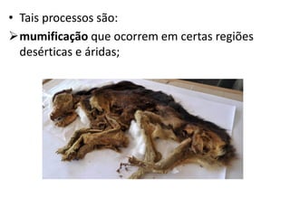 • Tais processos são:
mumificação que ocorrem em certas regiões
desérticas e áridas;
 