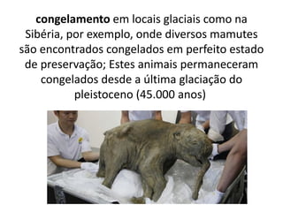 congelamento em locais glaciais como na
Sibéria, por exemplo, onde diversos mamutes
são encontrados congelados em perfeito estado
de preservação; Estes animais permaneceram
congelados desde a última glaciação do
pleistoceno (45.000 anos)
 