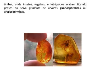 âmbar, onde insetos, vegetais, e tetrápodes acabam ficando
presos na seiva grudenta de árvores gimnospérmicas ou
angiospérmicas.
 