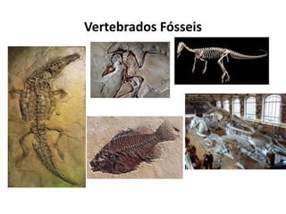 Vertebrados Fósseis
 
