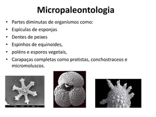 Micropaleontologia
• Partes diminutas de organismos como:
• Espículas de esponjas
• Dentes de peixes
• Espinhos de equinoides,
• poléns e esporos vegetais,
• Carapaças completas como protistas, conchostraceos e
micromoluscos.
 