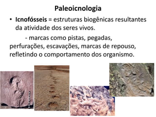 Paleoicnologia
• Icnofósseis = estruturas biogênicas resultantes
da atividade dos seres vivos.
- marcas como pistas, pegadas,
perfurações, escavações, marcas de repouso,
refletindo o comportamento dos organismo.
 