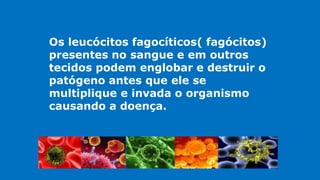 Os leucócitos fagocíticos( fagócitos)
presentes no sangue e em outros
tecidos podem englobar e destruir o
patógeno antes que ele se
multiplique e invada o organismo
causando a doença.
 