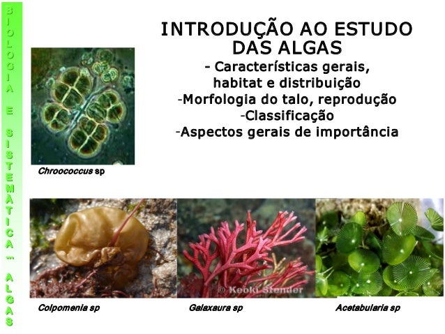 Principais Características Das Algas – WMCKD