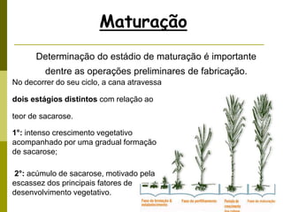 Maturação
Determinação do estádio de maturação é importante
dentre as operações preliminares de fabricação.
No decorrer do seu ciclo, a cana atravessa
dois estágios distintos com relação ao
teor de sacarose.
1°: intenso crescimento vegetativo
acompanhado por uma gradual formação
de sacarose;
2°: acúmulo de sacarose, motivado pela
escassez dos principais fatores de
desenvolvimento vegetativo.
 