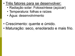 • Três fatores para se desenvolver:
• Radiação solar: Fotossíntese (açúcar)
• Temperatura: folhas e raízes
• Água: desenvolvimento
• Crescimento: quente e úmido.
• Maturação: seco, ensolarado e mais frio.
 