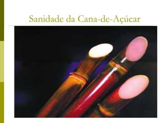 Sanidade da Cana-de-Açúcar
 