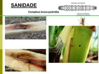 SANIDADE
Complexo broca-podridão
Diatraea saccharalis
Fusarium moniliforme
Colletotrichum falcatum
 