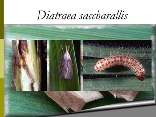 Diatraea saccharallis
 
