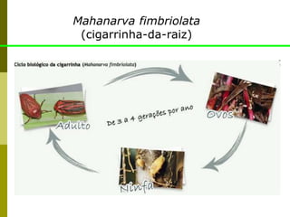 Mahanarva fimbriolata
(cigarrinha-da-raiz)
 