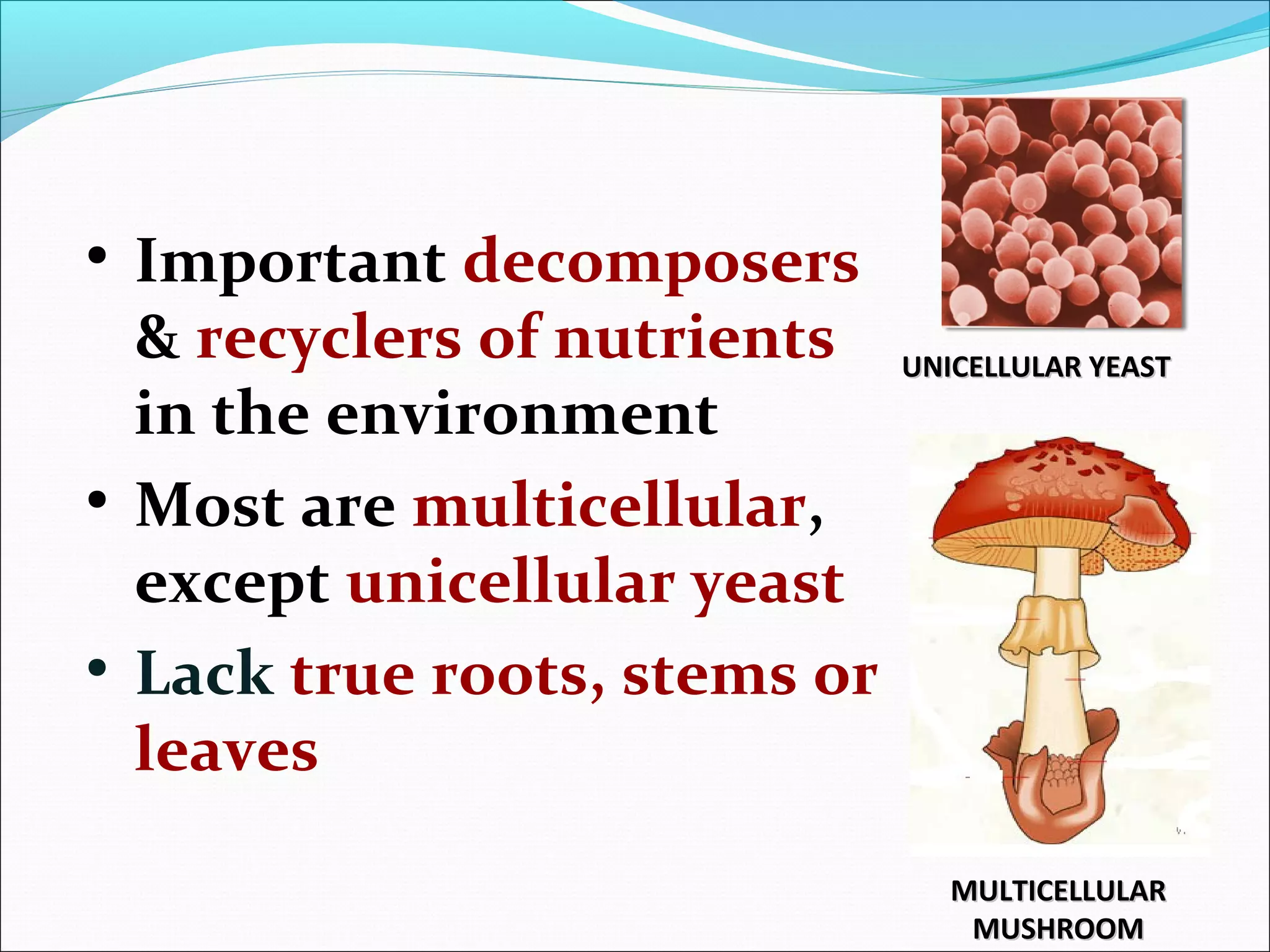 • Important decomposers
& recyclers of nutrients
in the environment
• Most are multicellular,
except unicellular yeast
• Lack true roots, stems or
leaves
UNICELLULAR YEASTUNICELLULAR YEAST
MULTICELLULARMULTICELLULAR
MUSHROOMMUSHROOM
 