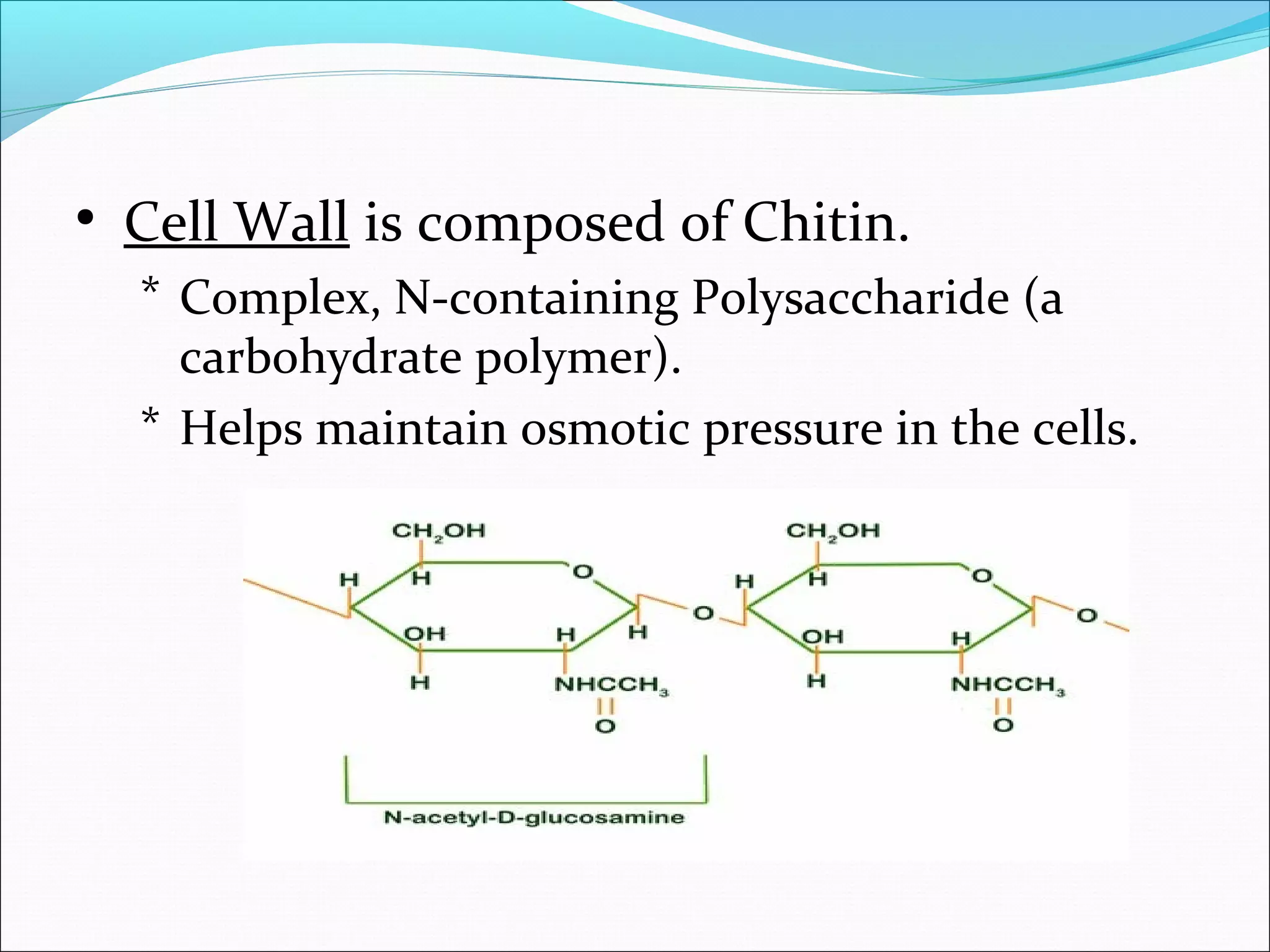 • Cell Wall is composed of Chitin.
* Complex, N-containing Polysaccharide (a
carbohydrate polymer).
* Helps maintain osmotic pressure in the cells.
 