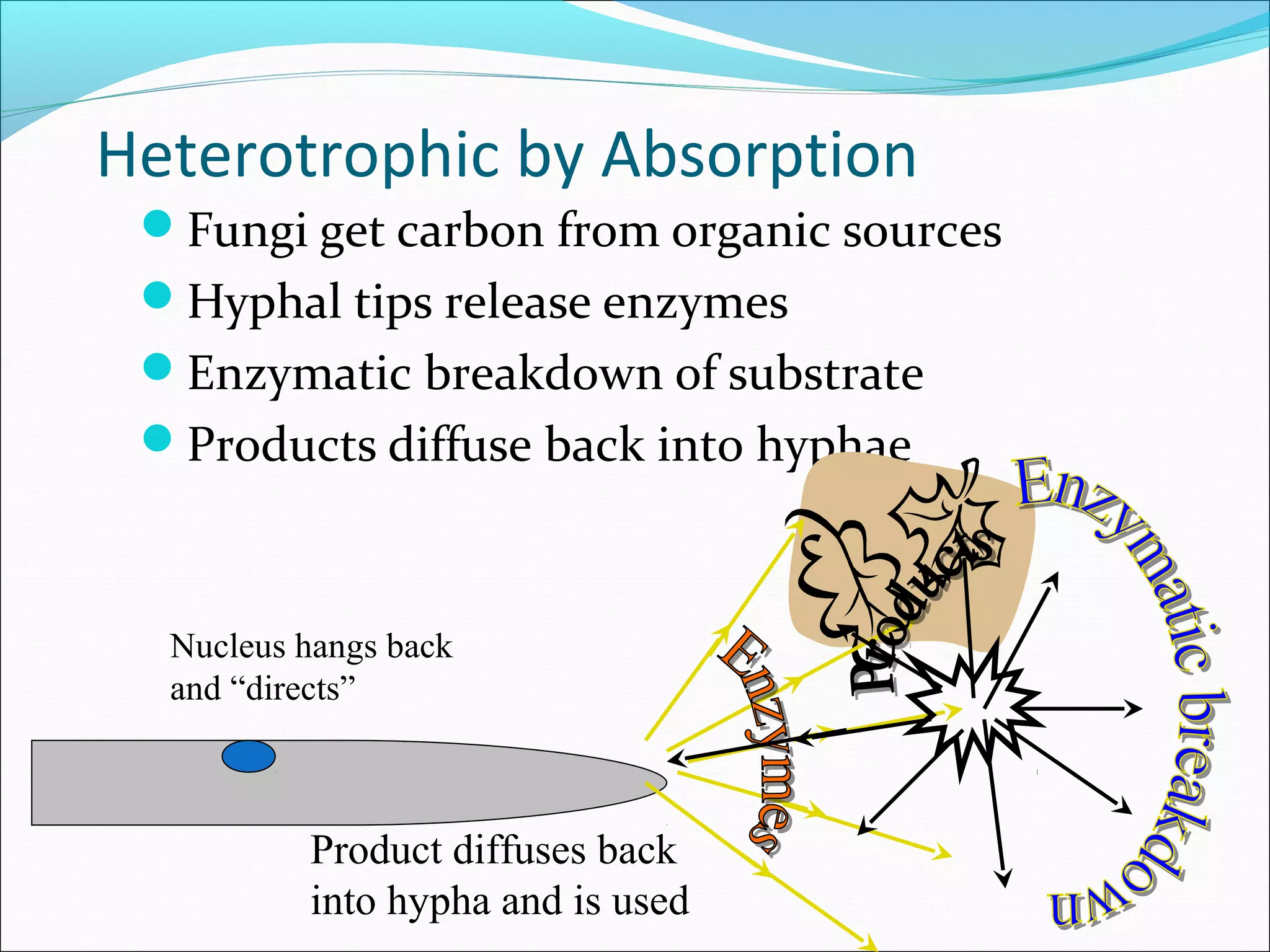 Heterotrophic by Absorption
Fungi get carbon from organic sources
Hyphal tips release enzymes
Enzymatic breakdown of substrate
Products diffuse back into hyphae
Product diffuses back
into hypha and is used
Nucleus hangs back
and “directs”
 