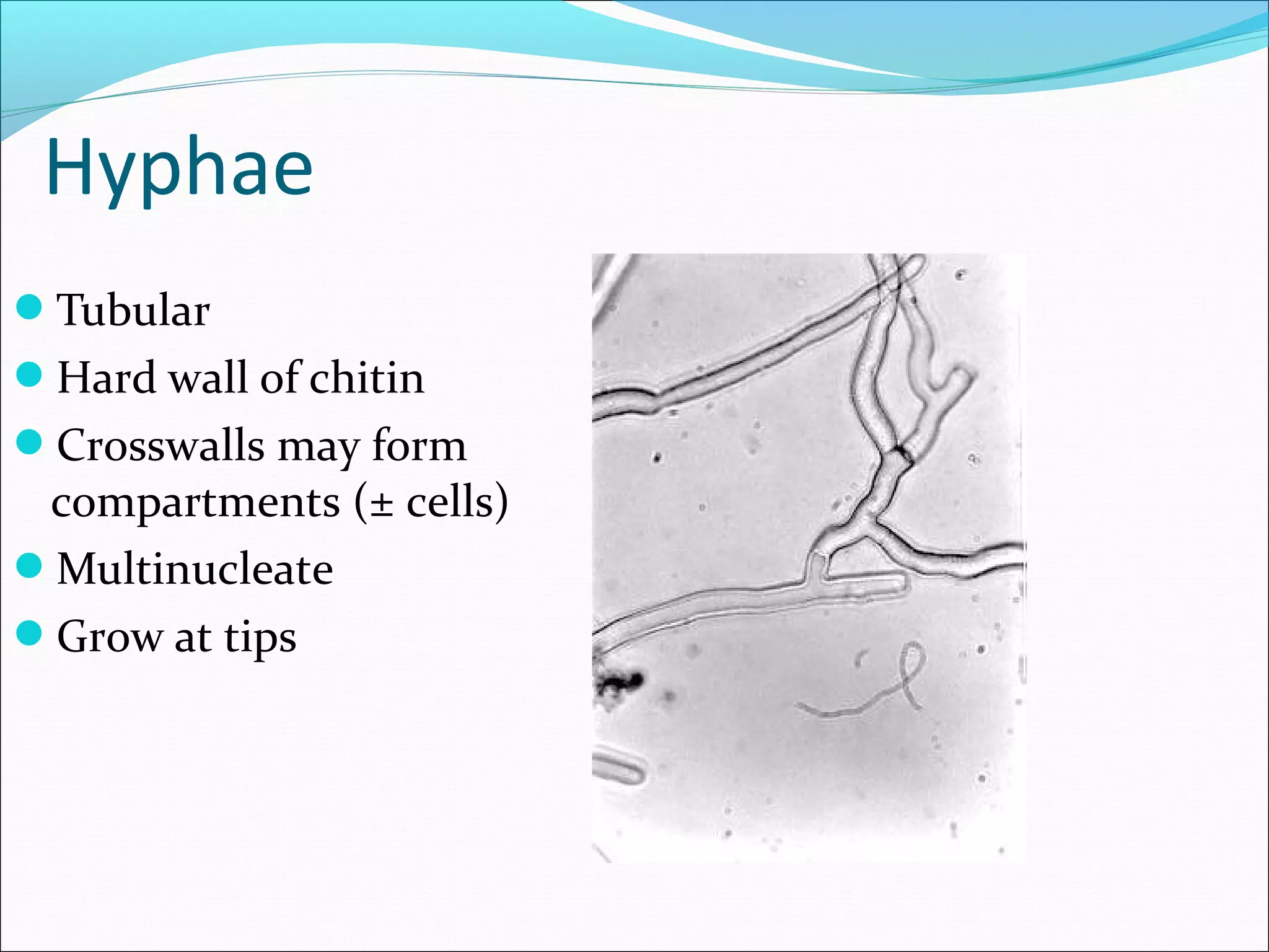 Hyphae
Tubular
Hard wall of chitin
Crosswalls may form
compartments (± cells)
Multinucleate
Grow at tips
 
