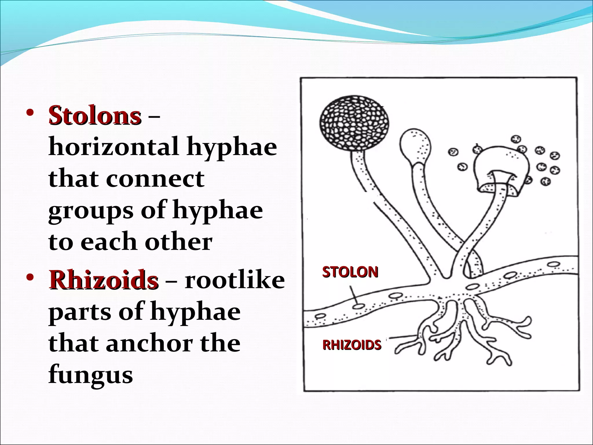 • StolonsStolons –
horizontal hyphae
that connect
groups of hyphae
to each other
• RhizoidsRhizoids – rootlike
parts of hyphae
that anchor the
fungus
STOLONSTOLON
RHIZOIDSRHIZOIDS
 