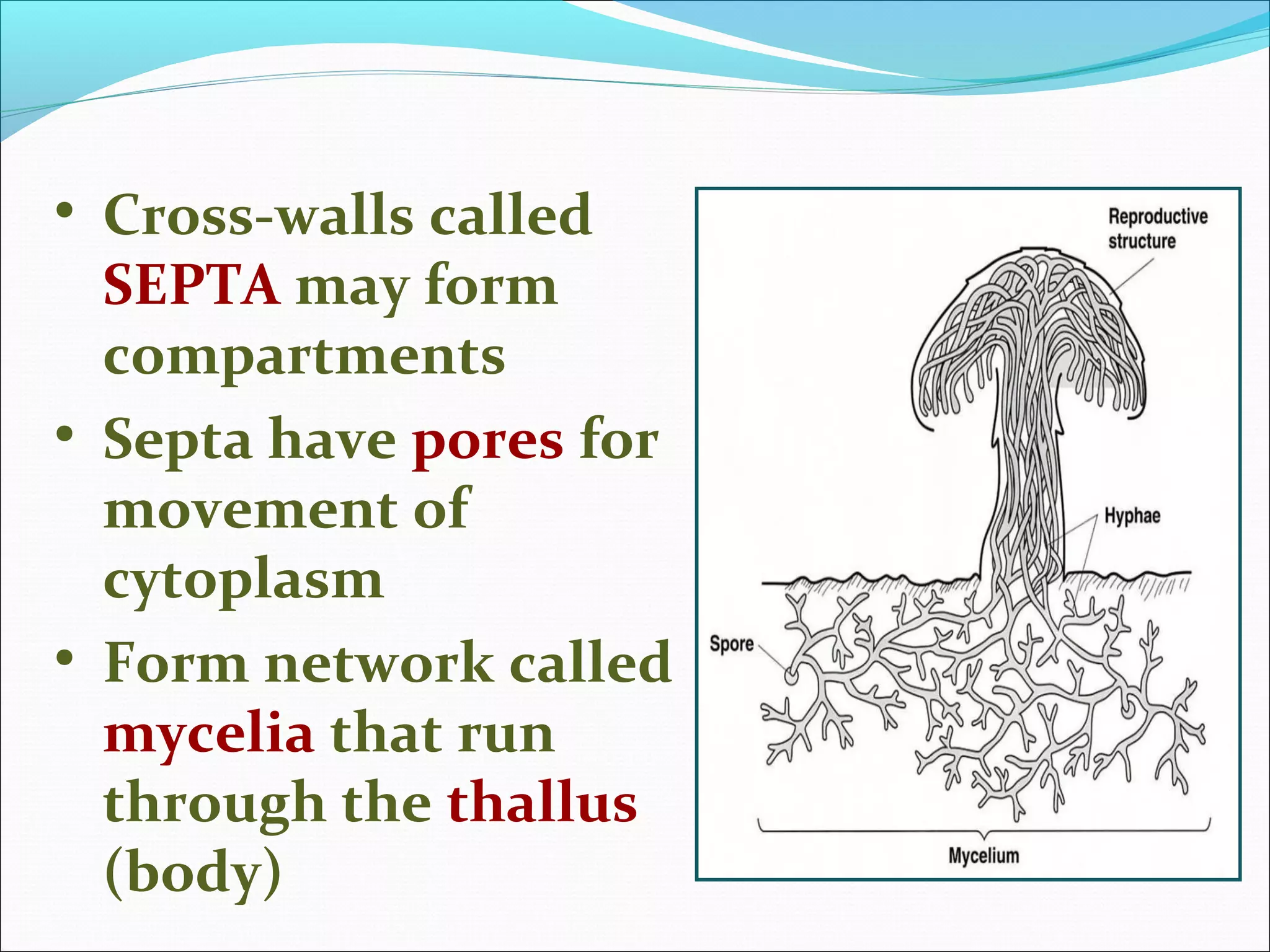 • Cross-walls called
SEPTA may form
compartments
• Septa have pores for
movement of
cytoplasm
• Form network called
mycelia that run
through the thallus
(body)
 