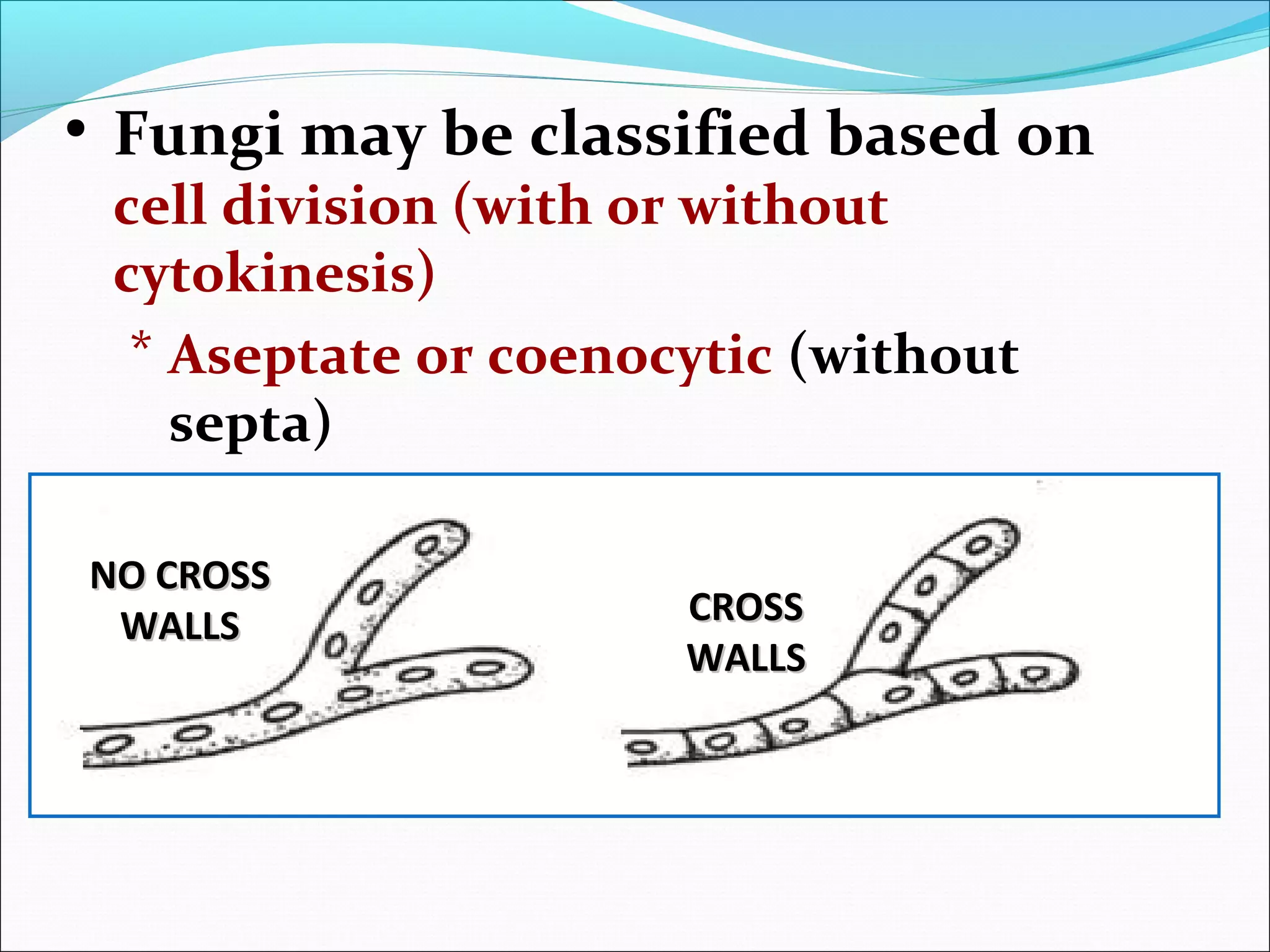 • Fungi may be classified based on
cell division (with or without
cytokinesis)
* Aseptate or coenocytic (without
septa)
* Septate (with septa)
NO CROSSNO CROSS
WALLSWALLS CROSSCROSS
WALLSWALLS
 