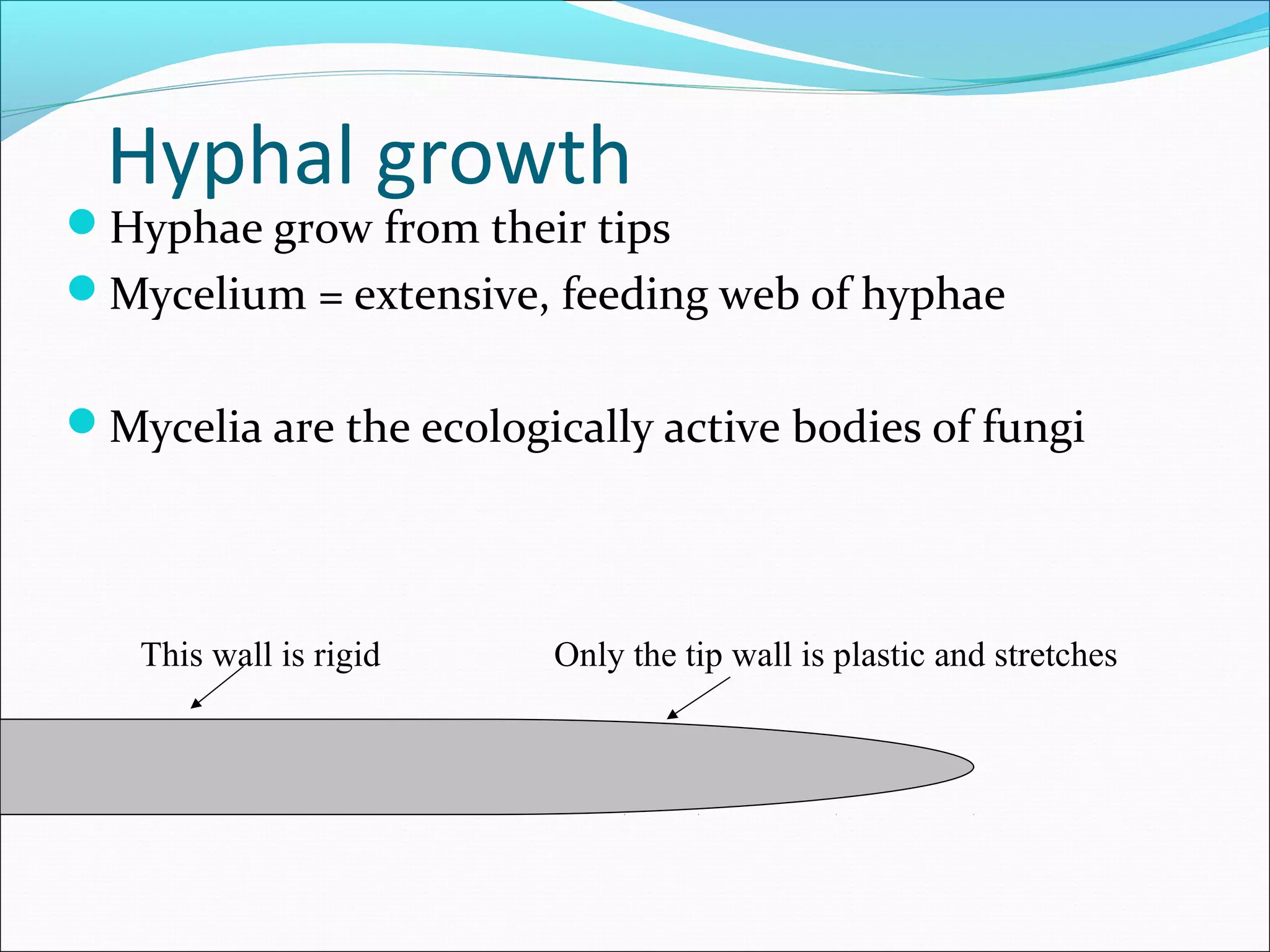 Hyphal growth
Hyphae grow from their tips
Mycelium = extensive, feeding web of hyphae
Mycelia are the ecologically active bodies of fungi
This wall is rigid Only the tip wall is plastic and stretches
 