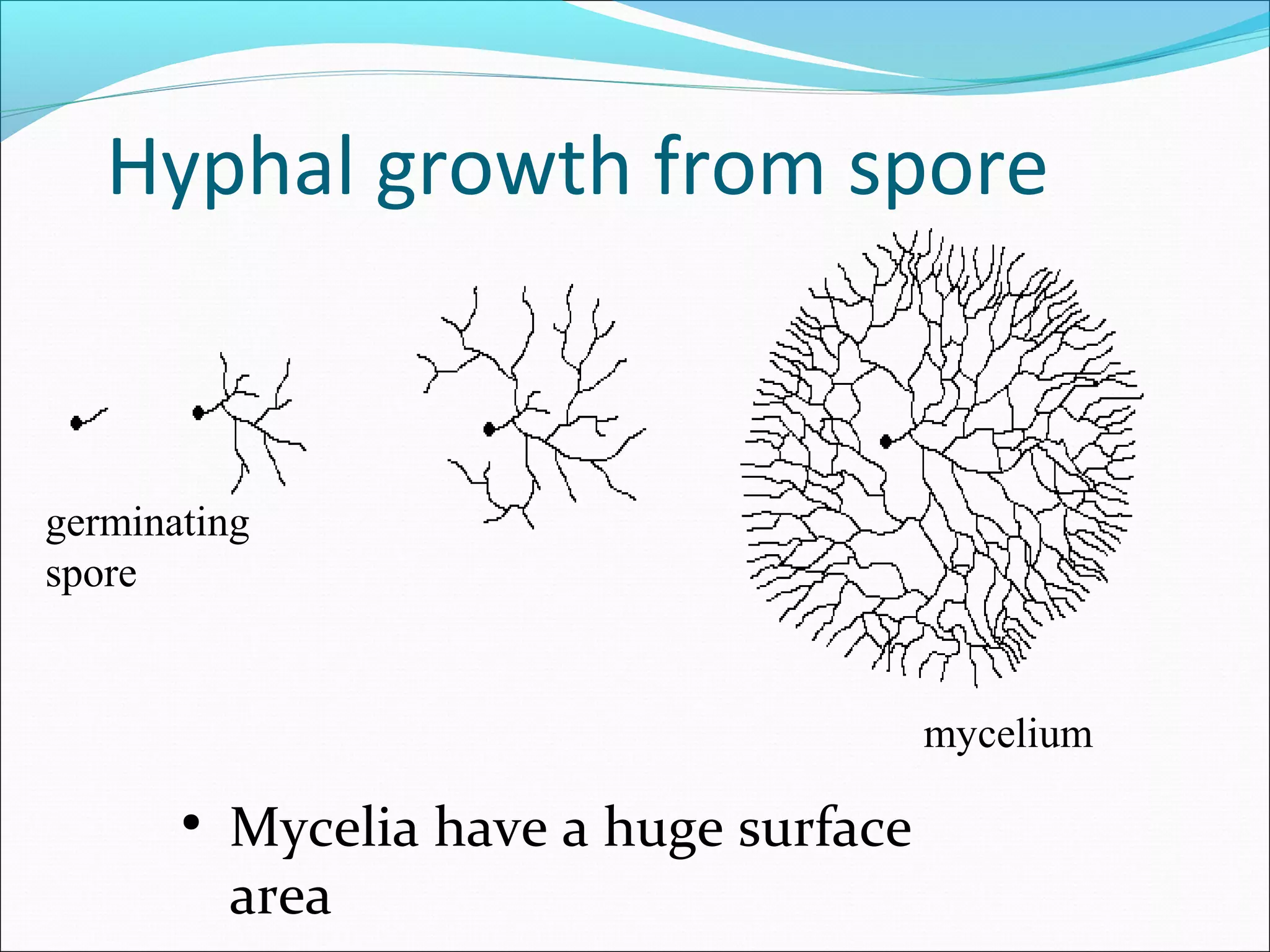 mycelium
germinating
spore
• Mycelia have a huge surface
area
Hyphal growth from spore
 