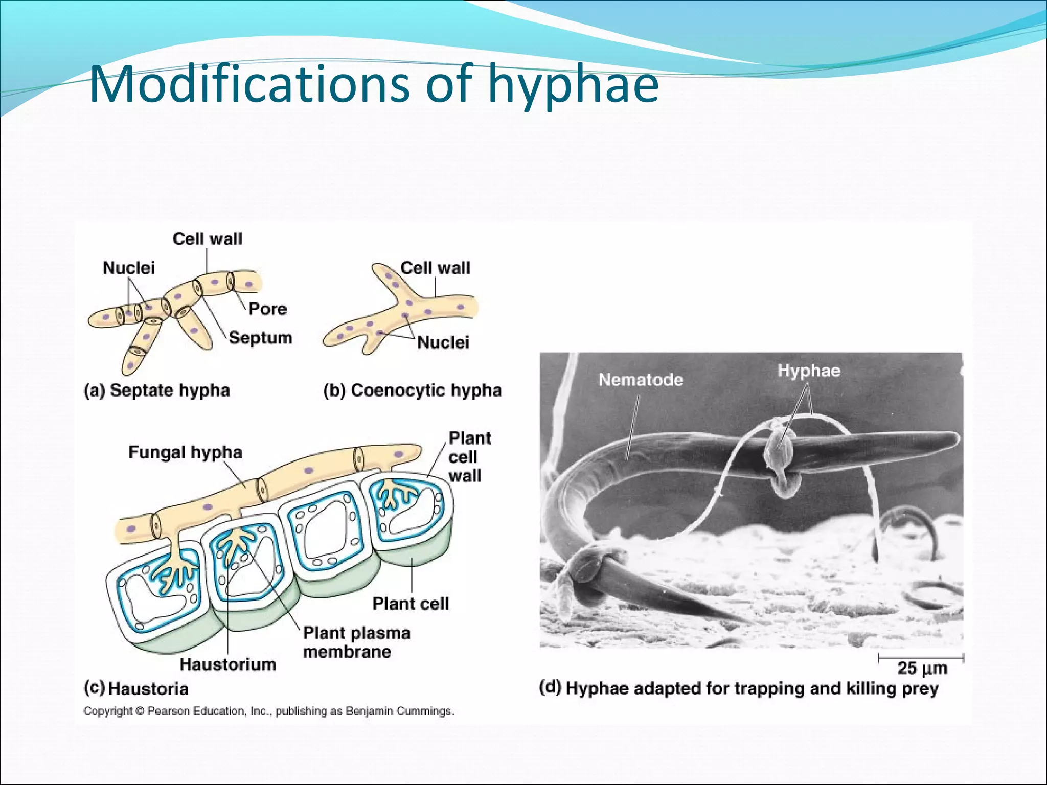 Modifications of hyphae
 
