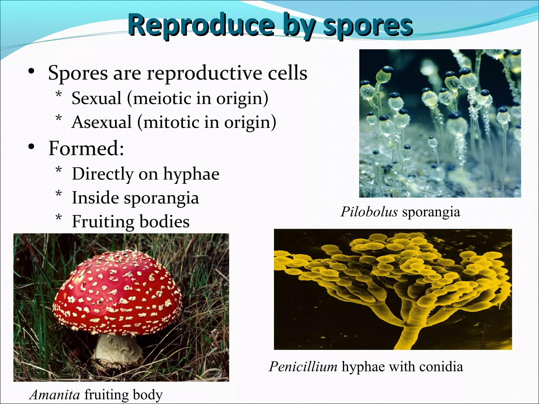 • Spores are reproductive cells
* Sexual (meiotic in origin)
* Asexual (mitotic in origin)
• Formed:
* Directly on hyphae
* Inside sporangia
* Fruiting bodies
Reproduce by sporesReproduce by spores
Amanita fruiting body
Pilobolus sporangia
Penicillium hyphae with conidia
 