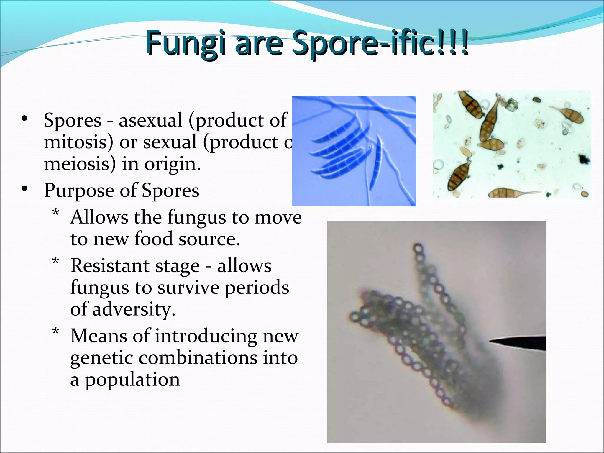 Fungi are Spore-ific!!!Fungi are Spore-ific!!!
• Spores - asexual (product of
mitosis) or sexual (product of
meiosis) in origin.
• Purpose of Spores
* Allows the fungus to move
to new food source.
* Resistant stage - allows
fungus to survive periods
of adversity.
* Means of introducing new
genetic combinations into
a population
 